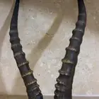 قرون غزال مها