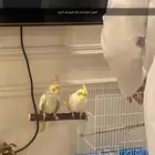للبيع كروان انثى