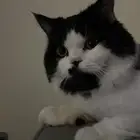 قطط لتبني