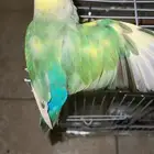 طير روز للبيع