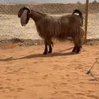 عنز دافع للبيع شرط