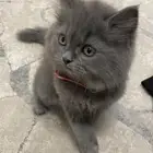 قط شيرازي