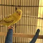 طيور الحب   بادجي