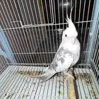 كروان اليف ( تم البيع )