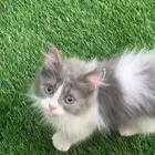 قطط لي التبني