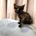 قطط للتبني كتن