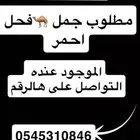 مطلوب جمل احمر فحل