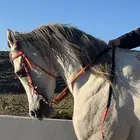 حصان شعبي كفو