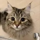 بسه للتبني