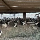 ارانب للبيع بصحه جيده ولا تشكي من شي