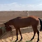 فرس شعبيه