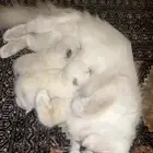 قطه هملايا مع اطفالها واغراضها للبيع