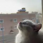 قطط للبيع