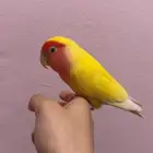 روز اليف