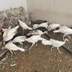 دجاج وديكة رومي العمر خمس شهور العدد حول 40
