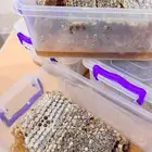 شمع العسل