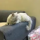قط شيرازي