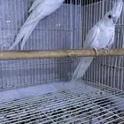 جوز كروان البينو