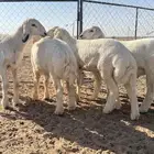 بهم حري نضيف الشحم فل طيب العدد خمس