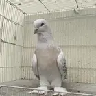 ذكر حمام تركي