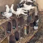 حمام فرنسي وباكستاني فاخر