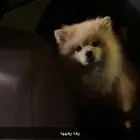 كلب بوميرنيان بيور للبيع