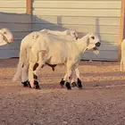 خرفان سواكن نعيم تيوس رفيدي بربري