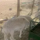 رخل حرية صنف عمرها 8 شهور جذعه غلاق لكن عندي شك انها شكر