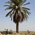 نخل سكري للبيع