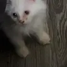قطط للبيع و التبني