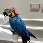 مكاو اليف متكلم البيع مستعجل