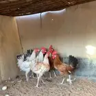 ديوك للبيع
