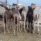 حيران تربيه
