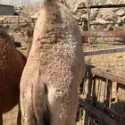 قعود على الحليب مقفل شحم