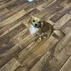 كلب قولدن شيواوا أليف جدا