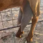 تم البيع