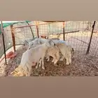 4 غنام حريه واحده رفيده