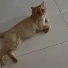 قطة شيرازيه للتبني