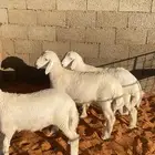 3 خرفان حريه