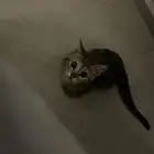 قطه تبني