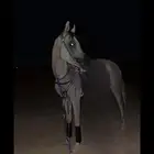 حصان شعبي كفوو