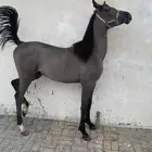 مهر شعبي