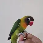 طيور واحد فيشر متربي وطير الحب متربي بيع مستعجل جابت بيضتين