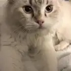 قط تبني