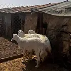 غنم حري