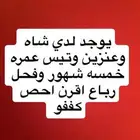 فحل وتيس وشاه وعنزين