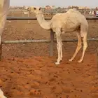 خلفه