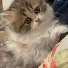 Persian kitten female for sale