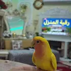 طيور