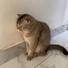 قط سكوتش للبيع